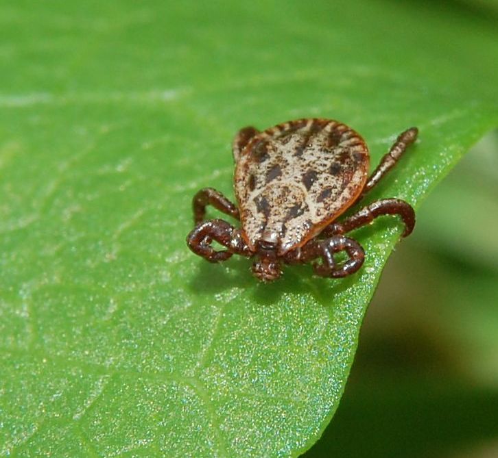 Auwaldzecke Dermacentor_reticulatus Zecken und die Bedeutung der Zecken-Krankheiten beim Hund
